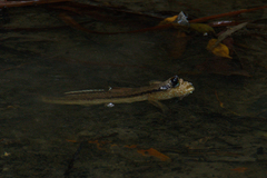 Periophthalmodon schlosseri