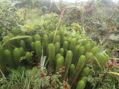 Phlegmariurus sieberianus