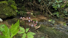 Sanicula orthacantha