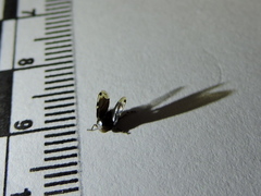 Clastoptera xanthocephala
