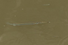 Zenarchopterus gilli