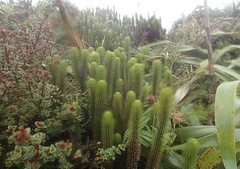 Phlegmariurus sieberianus