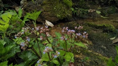 Sanicula orthacantha