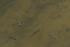 Stigmatogobius pleurostigma