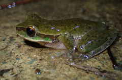 Ranoidea pearsoniana