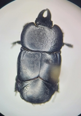 Hololepta aequalis