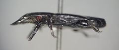 Hololepta aequalis