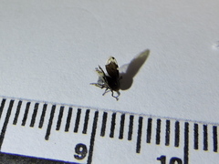 Clastoptera xanthocephala