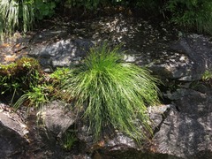 Trichophorum cespitosum