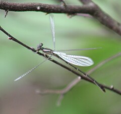 Chromagrion conditum