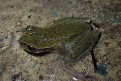 Ranoidea pearsoniana