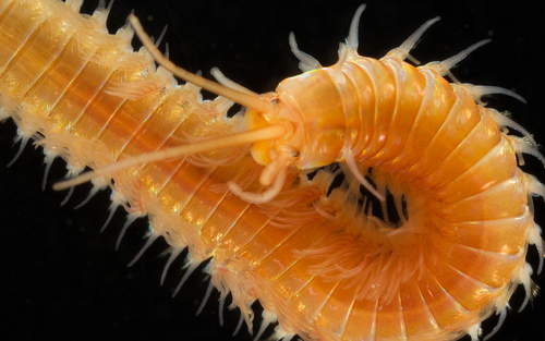 Representative image of Eunice pennata