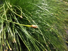 Trichophorum cespitosum