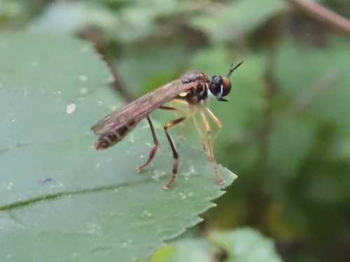 Small Yellow-legged Robber Fly, Groningen, NL-GR, NL, photo 7 of 10
