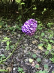 Anacamptis pyramidalis