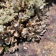 Peltigera extenuata