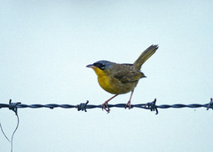 Geothlypis poliocephala