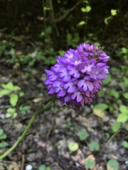 Anacamptis pyramidalis