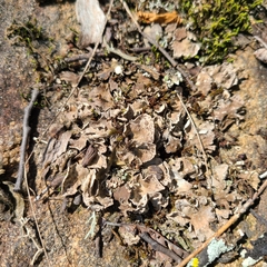 Peltigera extenuata