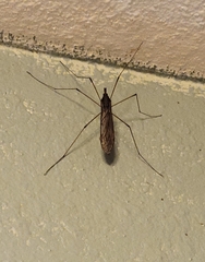 Holorusia hespera