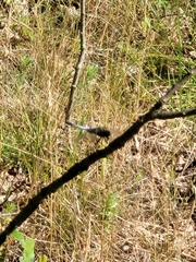 Orthetrum cancellatum