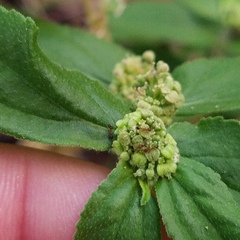 Cardiocondyla obscurior