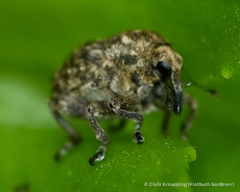 Acanthoscelidius acephalus