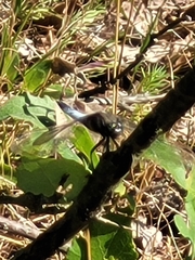 Orthetrum cancellatum