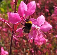 Bombus terrestris