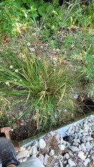 Poa anceps