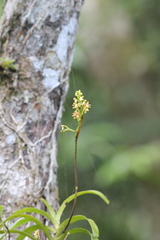 Cleisostoma paniculatum