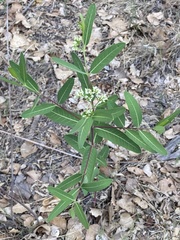 Apocynum × floribundum