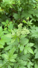 Filipendula ulmaria