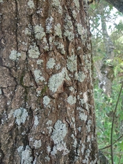 Physcia tribacioides