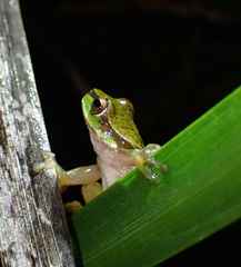 Ranoidea pearsoniana