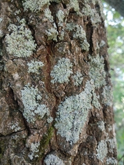 Physcia tribacioides