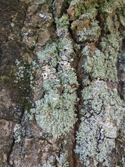 Physcia tribacioides