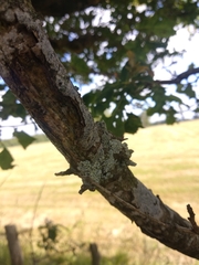 Physcia tribacioides