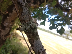 Physcia tribacioides