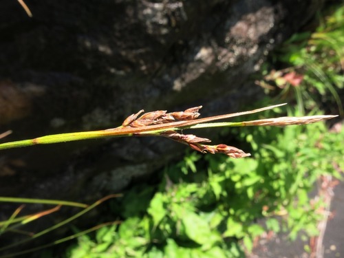 wretched sedge (Carex misera)
