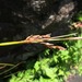 Carex misera - Photo (c) Evan M. Raskin, algunos derechos reservados (CC BY), subido por Evan M. Raskin