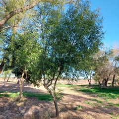 Nectandra angustifolia