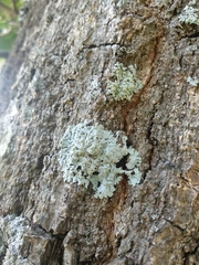 Physcia tribacioides