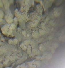 Physcia tribacioides