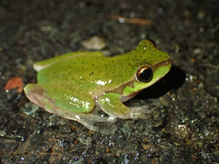 Ranoidea pearsoniana