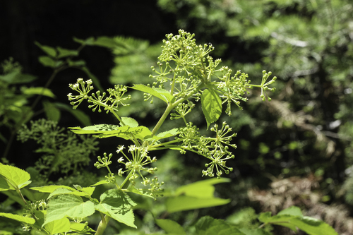 Aralia bicrenata (Aralia bicrenata)