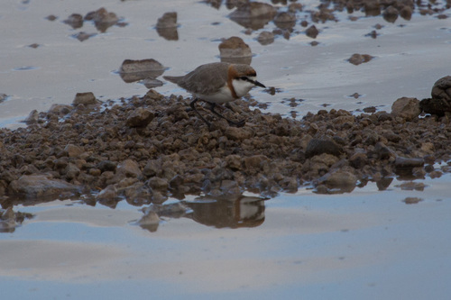 Chestnut-banded Plover (Anarhynchus pallidus), photo 8