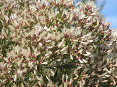Baccharis angustifolia