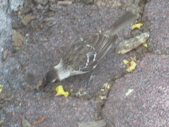 Mimus parvulus parvulus