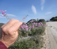 Indigofera sp11
